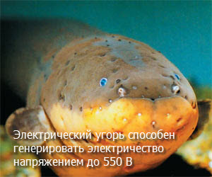 Купить прибор Паркес
